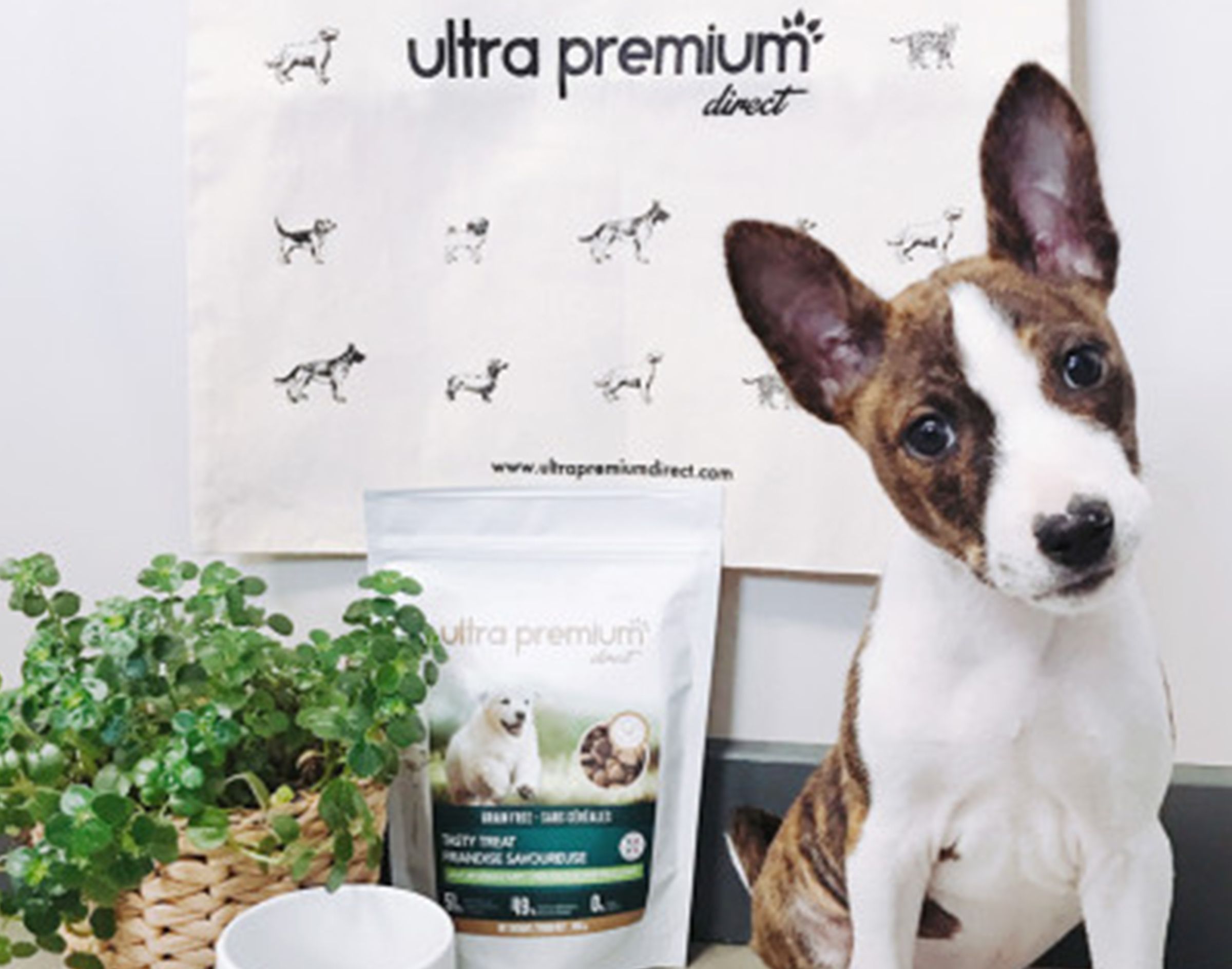 Chiot Basenji friandises