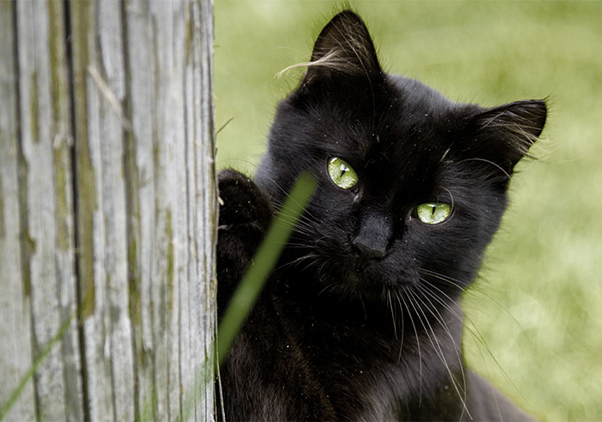 Chat en plein air