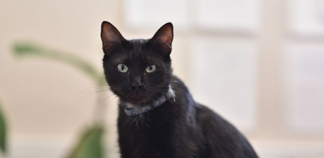 Chat noir en intérieur