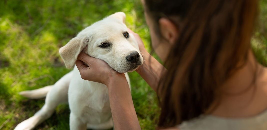 Fille qui tient la tête d'un chiot entre ses mains