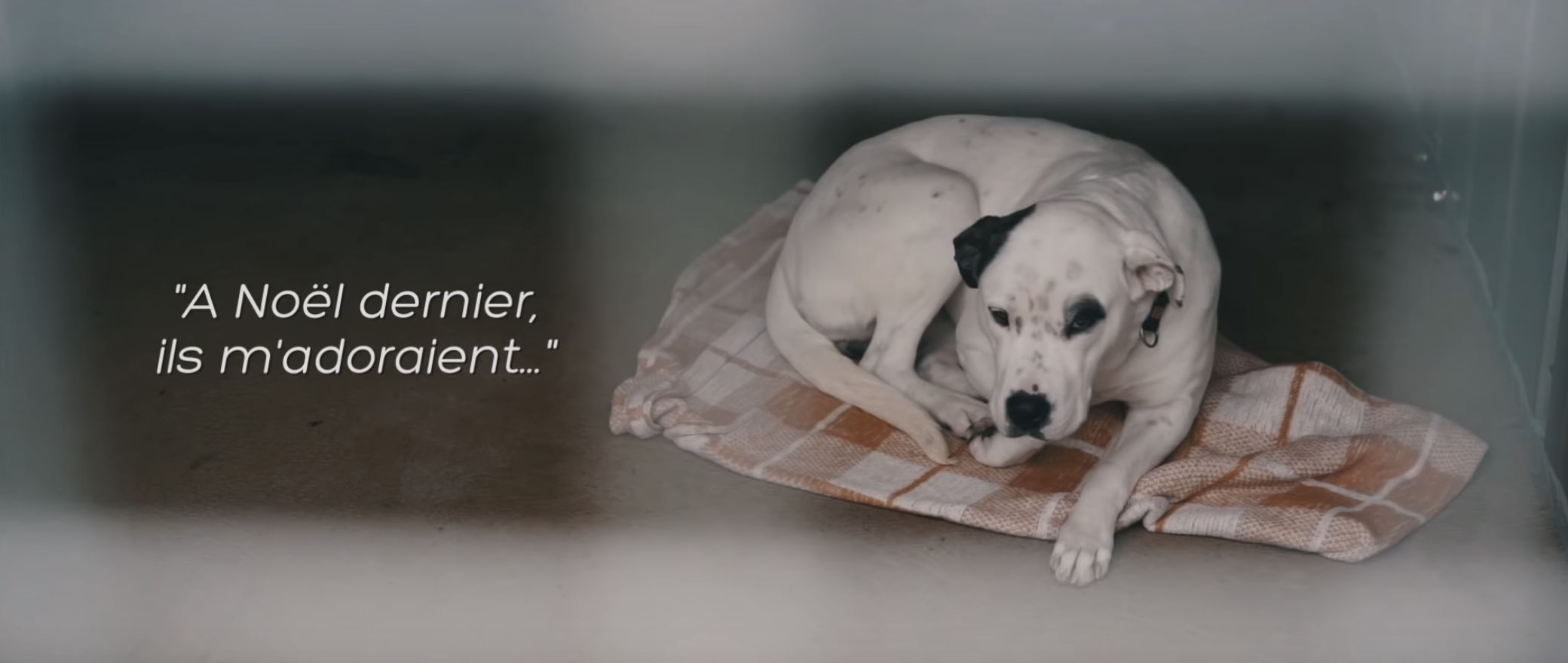 chien dans un refuge avec le texte suivant : "À Noël dernier, ils m'adoraient"