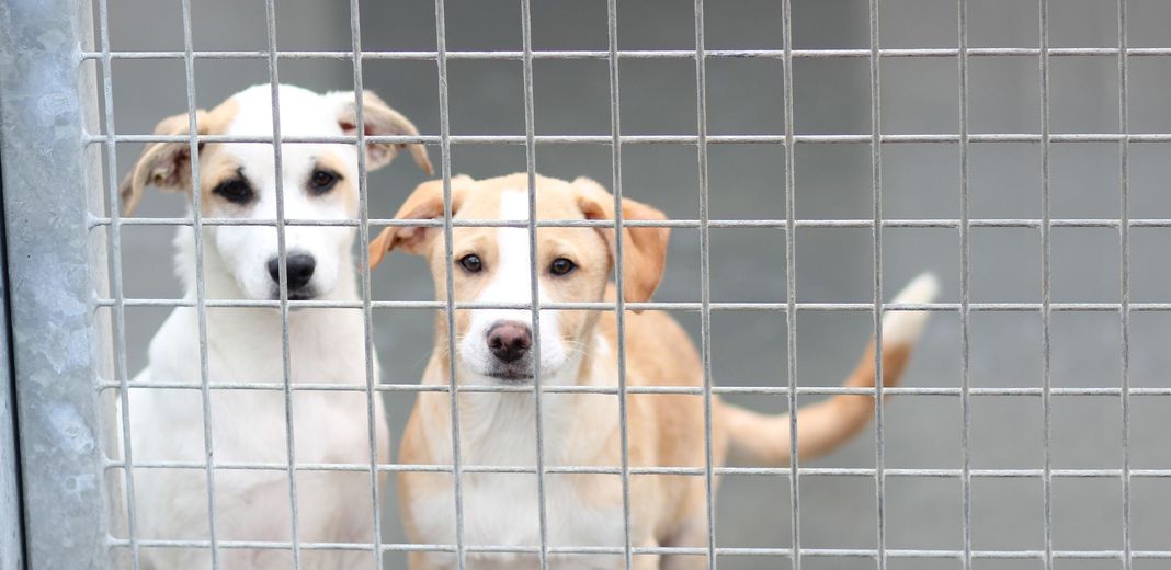 2 chiens dans un refuge