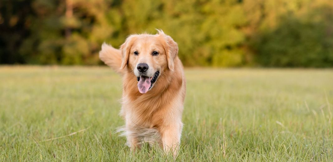 Chien en pleine nature