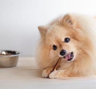chien mangeant son stick