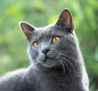 chat gris devant forêt 