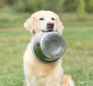 Labrador tenant une gamelle 