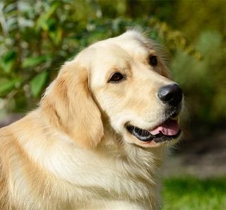 Golden Retriever allongé dans l'herbe