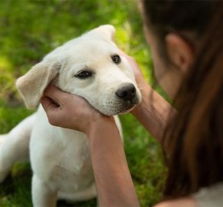 labrador chiot 