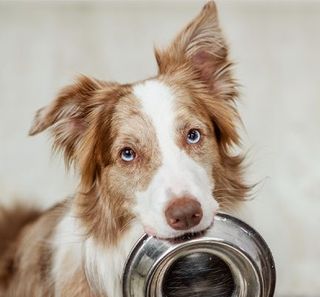 chien avec sa gamelle dans la gueule