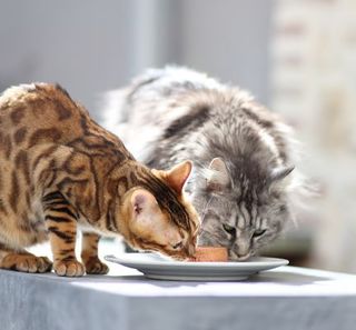 2 chats mangeant leur pâtée