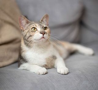 chat sur le canapé
