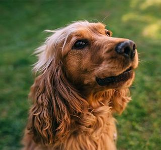 cocker dans l'herbe