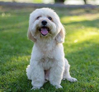 bichon assis dans la nature