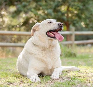 Labrador obèse dans l'herbe