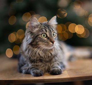 chat a noel