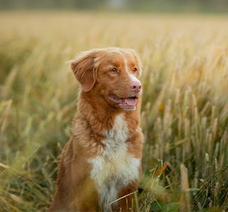 chien dans un champ