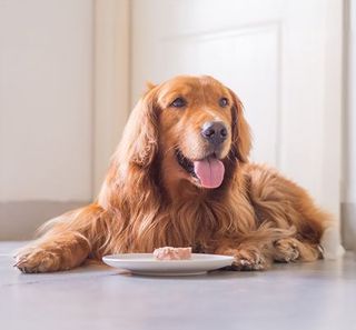 Golden Retriever devant sa gamelle