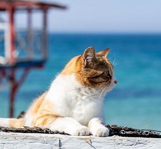 chat devant la mer