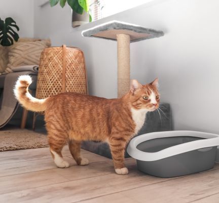 chat roux et blanc devant son bac à litière ouverte et son arbre à chat