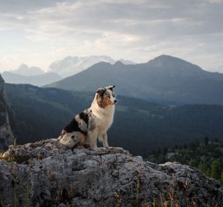 berger australien assis sur un rocher en randonnée