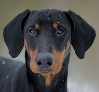 doberman dans la neige