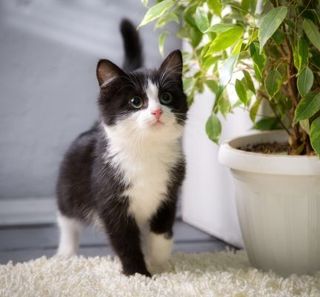 chaton noir et blanc à côté d'une plante