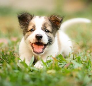 chiot s'amusant dans l'herbe