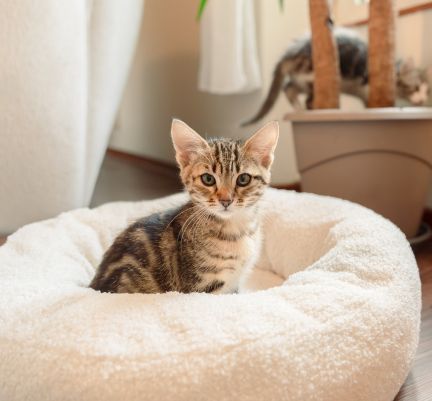 chaton tabby dans son panier beige