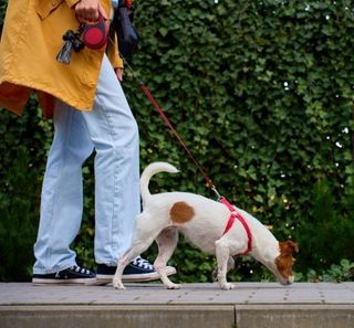 jack russell en balade avec sa maîtresse