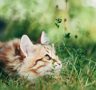 chat roux tabby allongé dans l'herbe verte