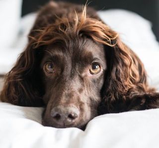 cocker marron chocolat allongé