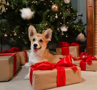 corgi devant le sapin avec ses cadeaux