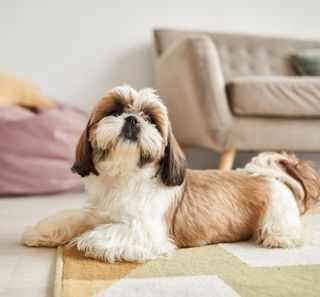 shih tzu beige et blanc allongé par terre