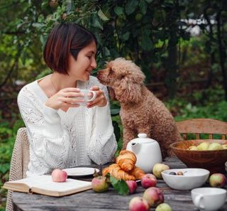 caniche à la table de sa maîtresse