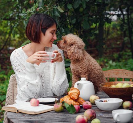 caniche à la table de sa maîtresse