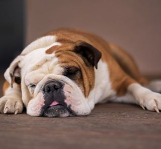 Bulldog Anglais endormi