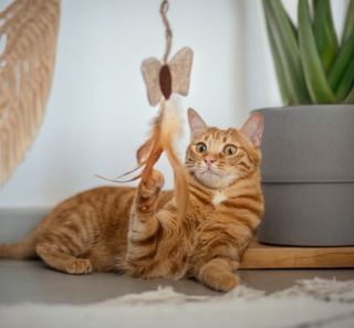 chat roux tabby jouant avec sa canne à pêche