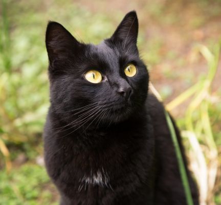 chat de bombay dans la nature 