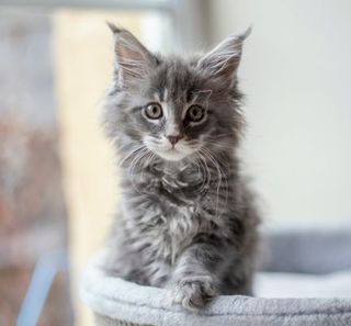 chaton maine coon gris