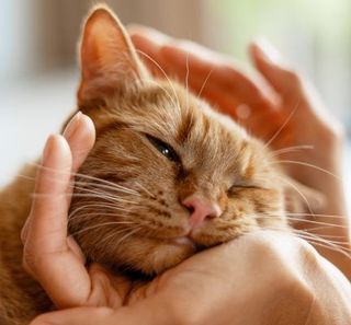 chat roux se faisant caresser par sa maîtresse