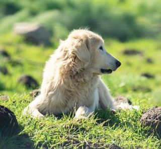 chien akbash allongé dans l'herbe
