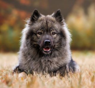 eurasier brun et noir de face dans un champ 