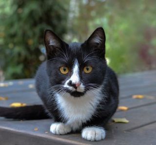 chat noir et blanc sur une terrasse