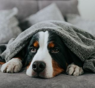 chien allongé sous une couverture