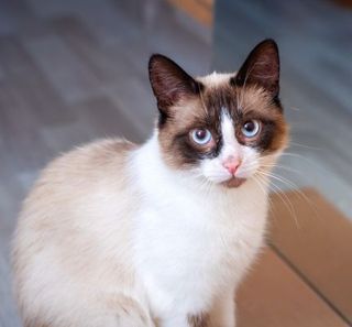 snowshoe assis en intérieur