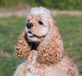 Cocker Américain beige et blanc