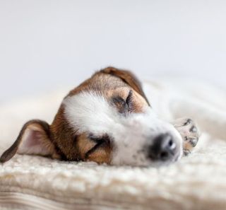 chien allongé en train de dormir