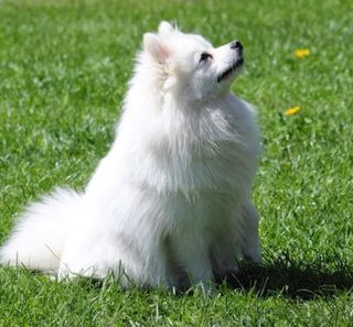 Spitz Allemand blanc assis dans l'herbe regardant en l'air