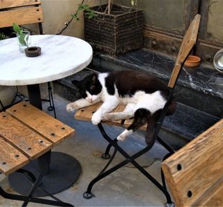 chat noir et blanc couché sur une chaise dans un bar à chat
