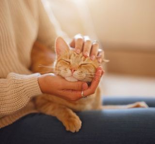 chat roux recevant un câlin sur les genoux de sa maîtresse